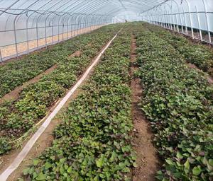 青海安全：600万株富硒果蔬苗连续上市